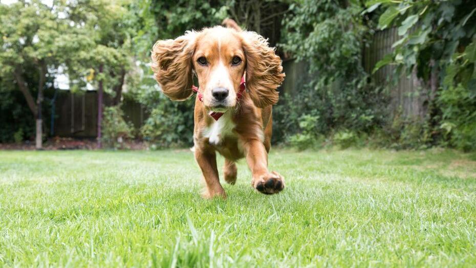 Puppy running in a garden