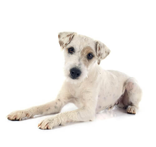 Parson Jack Russell Terrier (Short/smooth coat)