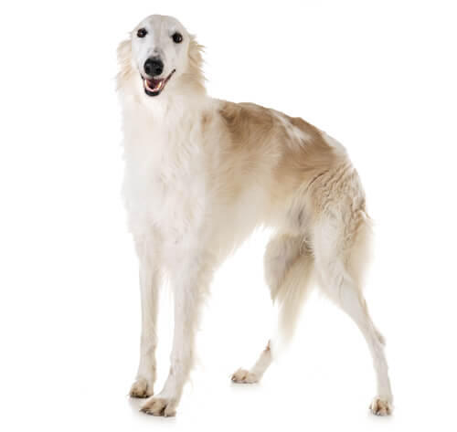 Borzoi