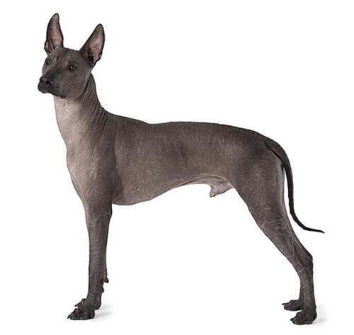 Mexican Hairless (Medium)
