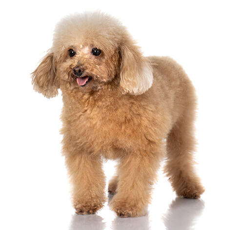 Toy Poodle