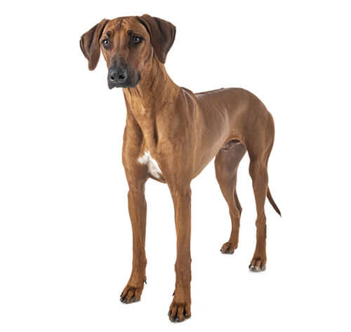 Rhodesian Ridgeback