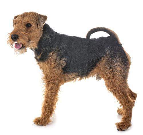 Welsh Terrier