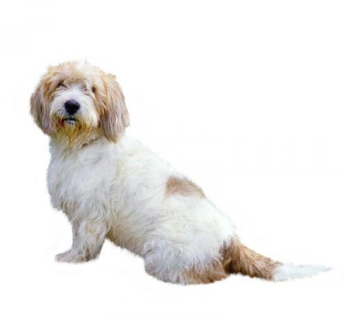 Basset Griffon Vendeen (Petit)