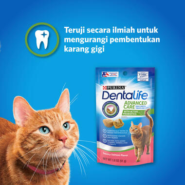 dentalife cat, clavis carousel 1