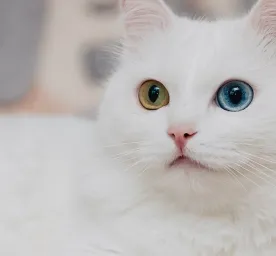 14 Fakta Tentang Kucing yang Unik dan Menarik