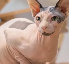 5 Kucing Langka dan Keunikannya