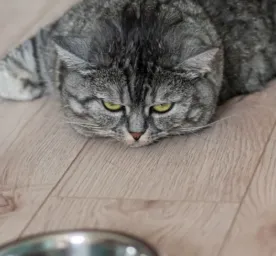 5 Penyebab Kucing Sembelit dan Cara Mengatasinya 