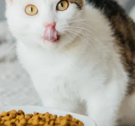 5 Rekomendasi Makanan Sehat untuk Kucing