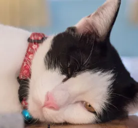 6 Cara Mengatasi Kucing Mencret dan Tidak Nafsu Makan 