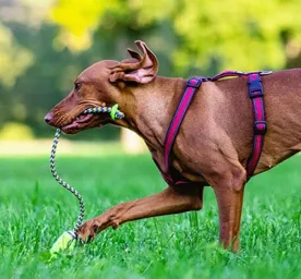 Video Pertunjukan Anjing Westminster 101