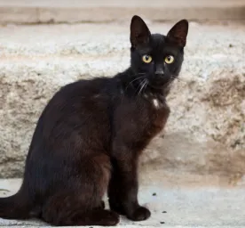 7 Ras Kucing Hitam Cantik yang Akan Membuat Anda Ingin Membawanya Pulang