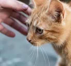 7 Tips Mengatasi Kucing Stres Karena Pindah Pemilik: Jadikan Proses Lebih Mudah