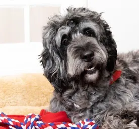 8 Big Fluffy Dog Breeds
