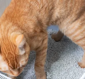8 Cara agar Kucing Tidak Pup Sembarangan 