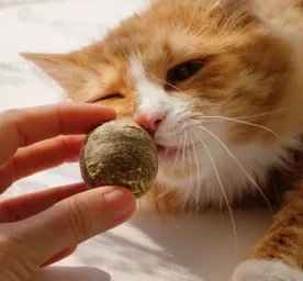 8 Manfaat Catnip untuk Kucing, Bantu Atasi Stres Anabul