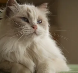 8 Fluffy Cat Breeds
