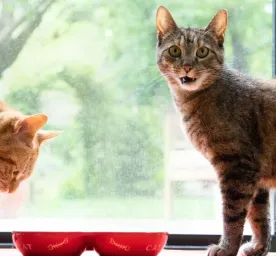 8 Jenis Kucing Besar Domestik: Panduan Lengkap untuk Pecinta Kucing