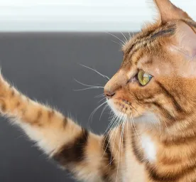 9 Cara Melatih Kucing Agar Nurut