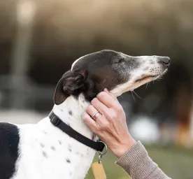 9 Low Shedding Dog Breeds