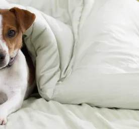 9 Small Dog Breeds You’ll Fall in Love With