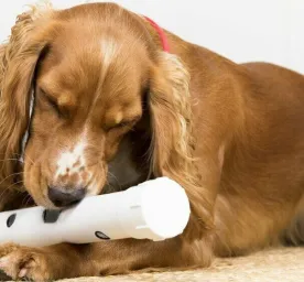 Adopting a Dog or Puppy