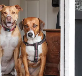 Anjing Penjaga Rumah Terbaik: Menentukan Pilihan yang Tepat bagi Keluarga Anda
