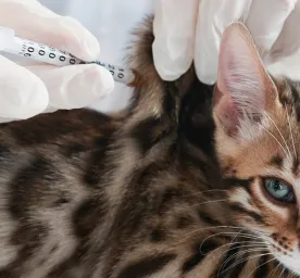 Antibiotik untuk Kucing