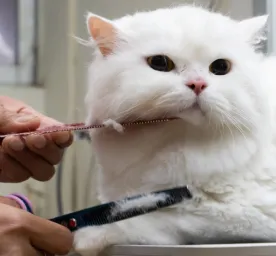 Apa Itu Grooming Kucing? Inilah Tujuan, Jenis, Serta Prosedur Melakukannya