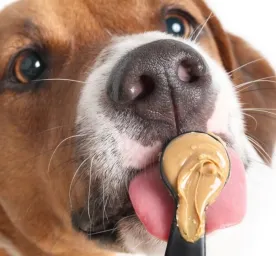 Apakah Anjing Boleh Makan Kacang? Ini Penjelasannya!