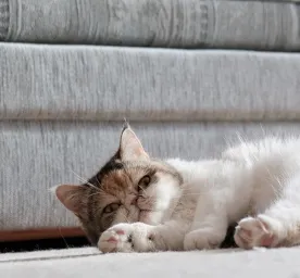 Apakah Kucing Bisa Menstruasi? Berikut Penjelasannya!