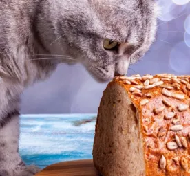Apakah Kucing Boleh Makan Roti?
