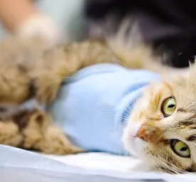 Pentingnya Perawatan Kucing Setelah Steril