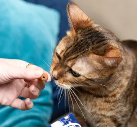 5 Tahap Pertumbuhan Anak Kucing yang Harus diketahui Petlovers Pemula