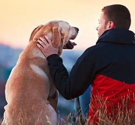 3 Ciri Anjing Akan Melahirkan yang Perlu Diketahui