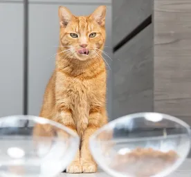 Perbedaan Makanan Basah dan Kering untuk Kucing