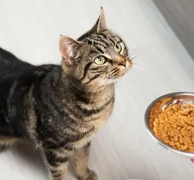 Cat feeding