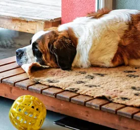Dog boarding