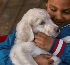 Dog cuddled by owner