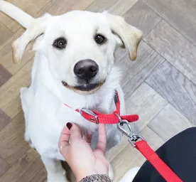 Dog neutering