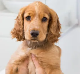 Puppy bath