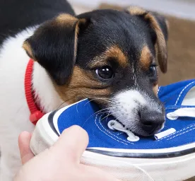 Puppy problems