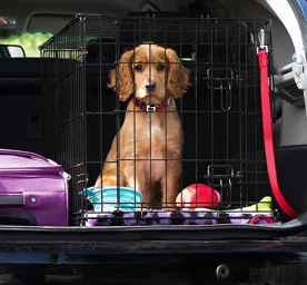 Puppy travel