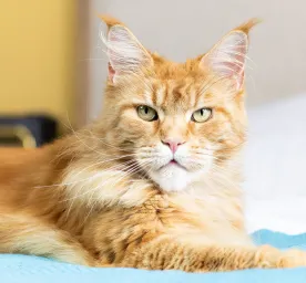 Sama-Sama Berambut Panjang, Ini 5 Perbedaan Kucing Angora dan Persia