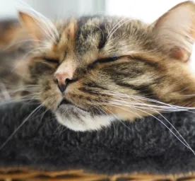 Bagaimana Cara Membuat Kucing Tidur Nyenyak? Temukan Triknya di Sini!