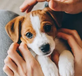 Perbandingan Umur Anjing dan Manusia: Cara Menghitung yang Benar