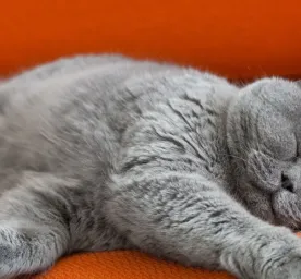 Panduan Cara Mengobati Kucing Batuk Seperti Tersedak yang Efektif