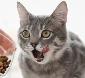 Berbagai Hal Seputar Makanan Kucing Kering