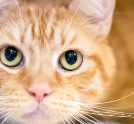 Berbagai Hal Tentang Steril Kucing yang Perlu Diketahui