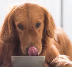 Berbagai Jenis Makanan Anjing yang Bisa Menjadi Pilihan